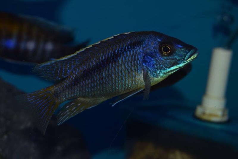 Mylochromis sp. 'lateristriga makanjila' Hai Reef